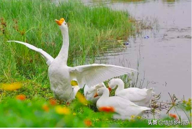 在农村最怕蛇咋办,夏天农村蛇爱出去怎么办