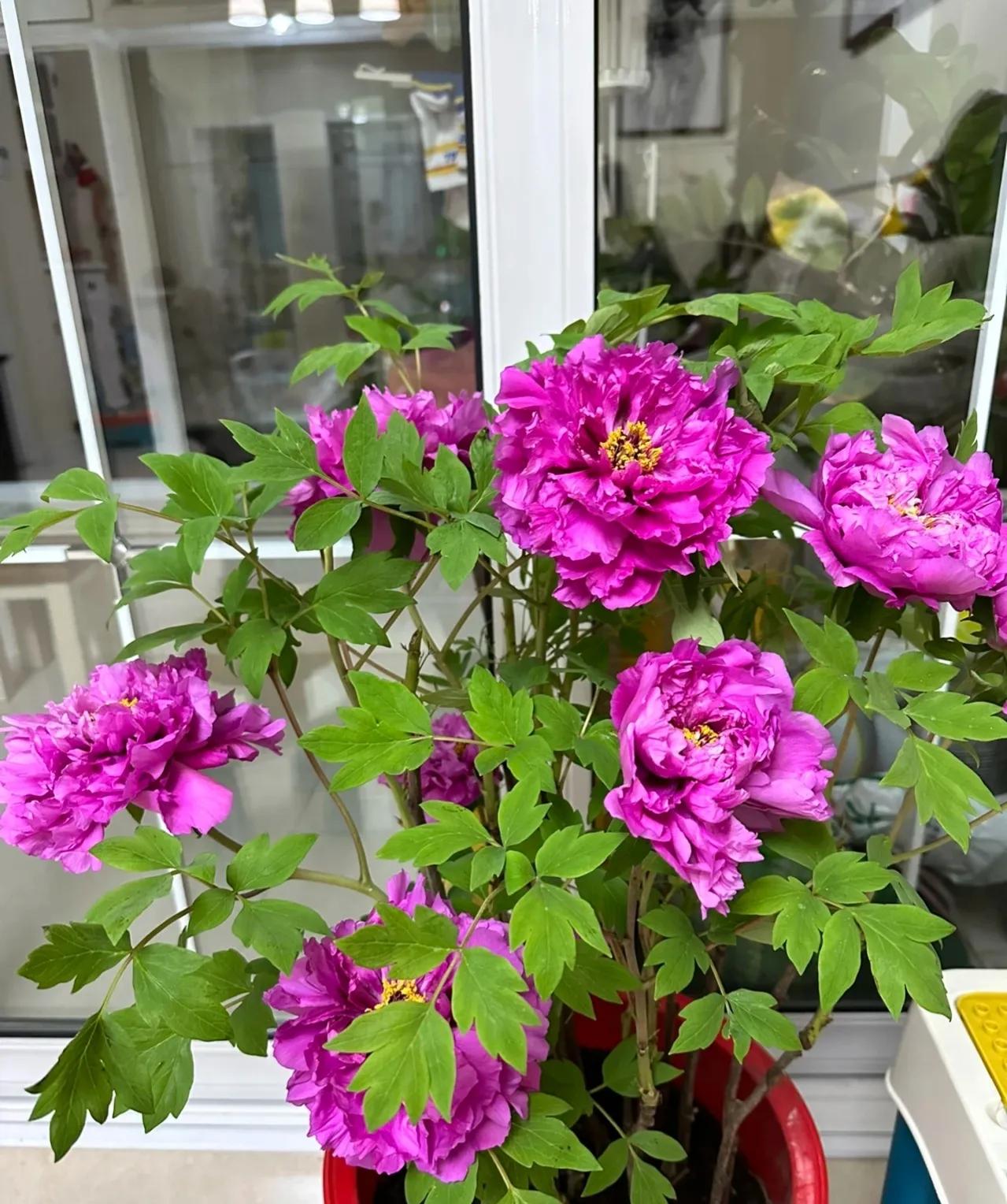 俗语“屋里有三花，非富即贵家”，说的是什么花？看你家有没有？