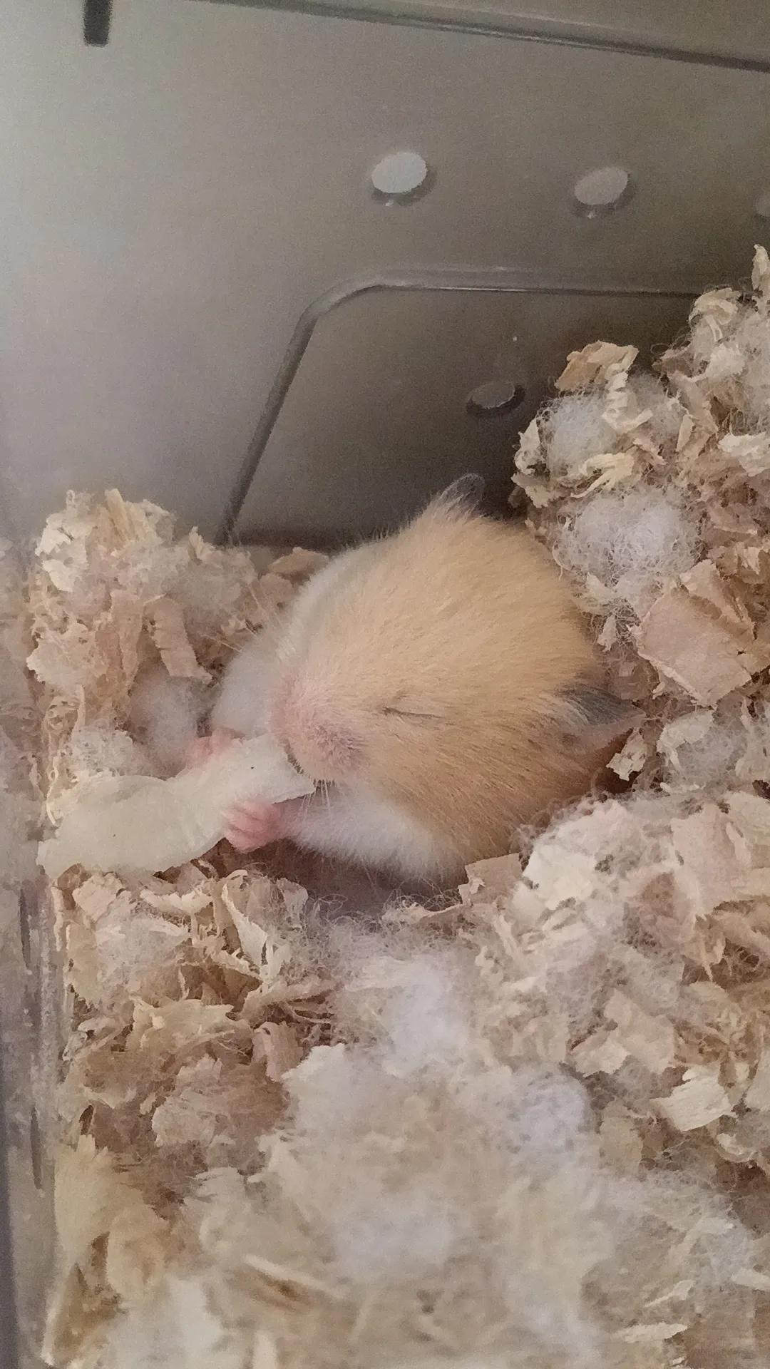 仓鼠用品萌宠,萌宠大人科普仓鼠知识