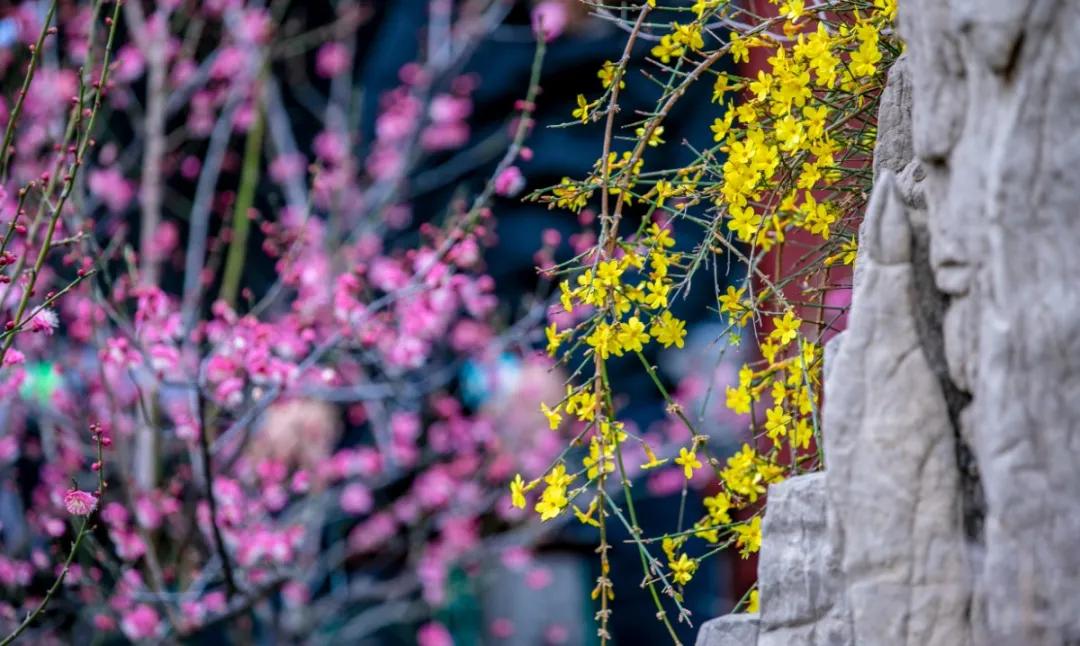 济南的春天来了吗,济南春天来了