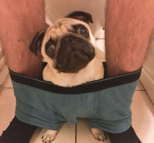 哈巴狗属于宠物狗吗为什么不叫,为什么哈巴狗越来越少