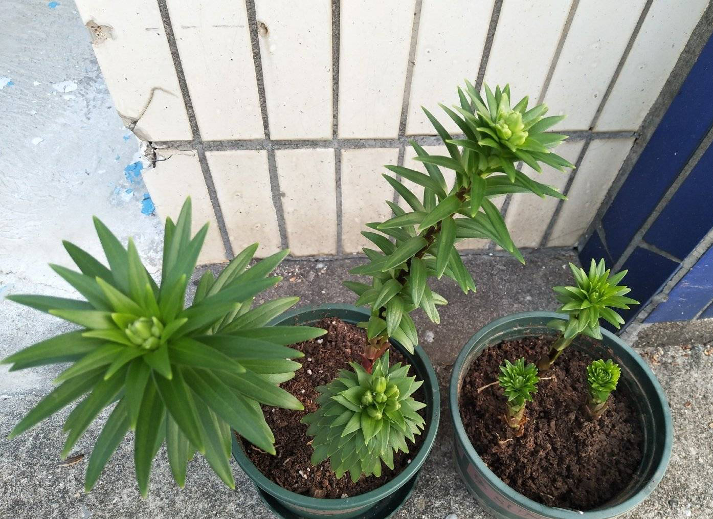 冬季盆栽百合花开完怎么处理,百合花种球冬季种植方法