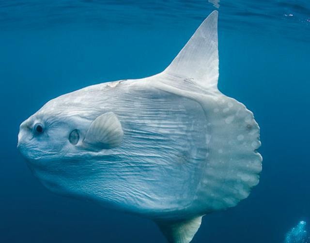 30种最常吃的家常鱼种类图片,最常见的50种食用鱼吃法和价格