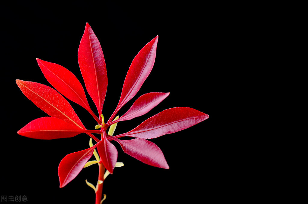 如何分辨红叶石楠的叶子是红是绿,红叶石楠哪一个品种最红