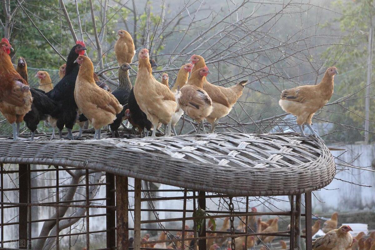 农村大集买的东西是真的吗,大集上这种东西别再买了