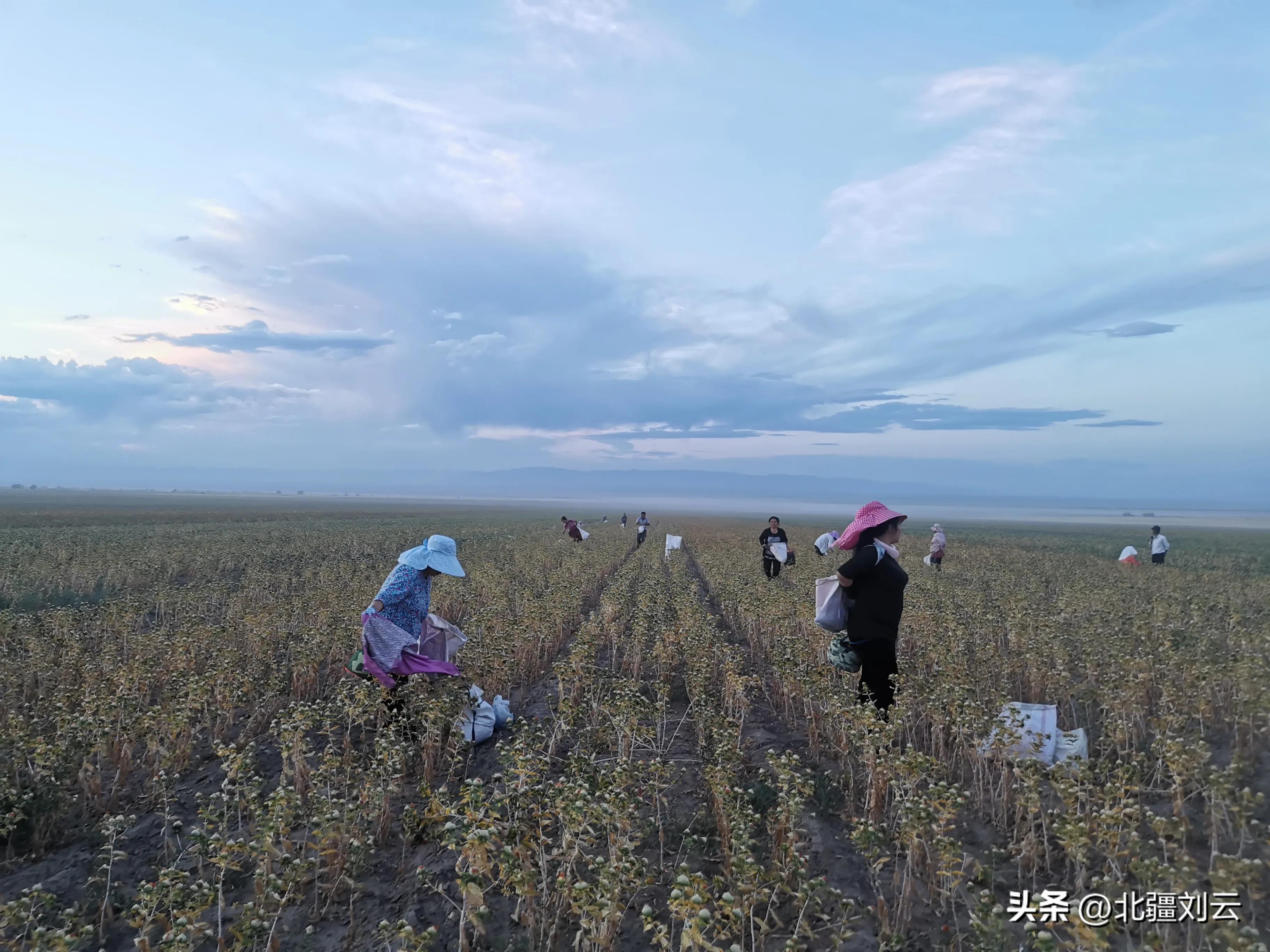 *疆新**打工人的爱情浪漫,租一间房子,有活就干,全疆“旅游”