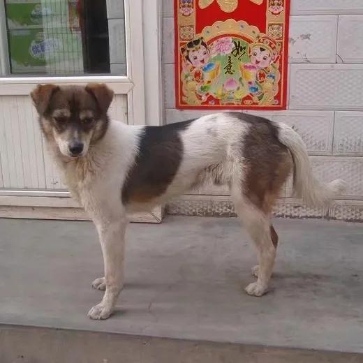 动物自拍超清图片大全,动物自拍的照片图片