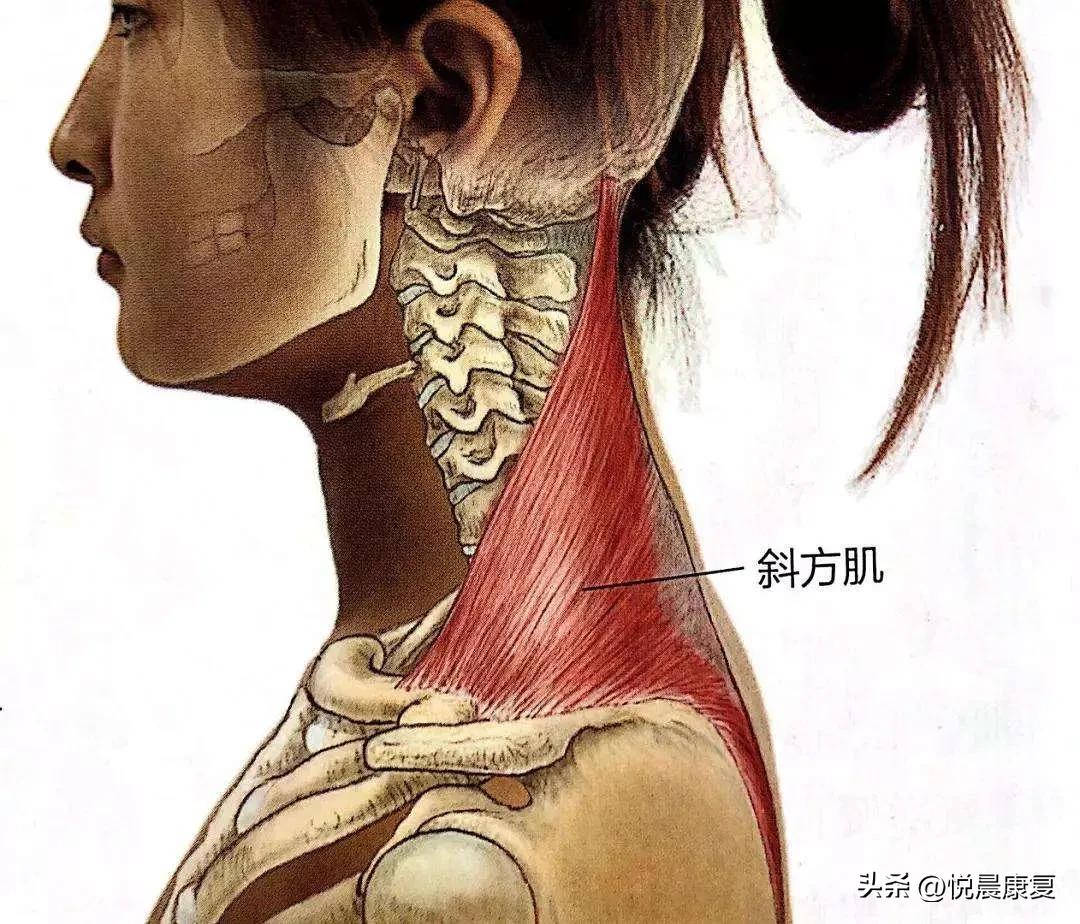 副神经的解剖功能,副神经解剖