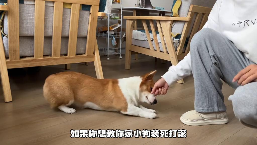 小狗要学会的23个基础动作,小狗多大开始怎么训练