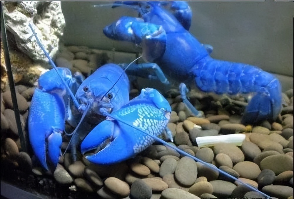 蓝魔虾需要浮出水面么,天空蓝魔虾的图片