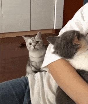 猫咪的铲屎官注意事项,猫咪缺乏安全感怎么办