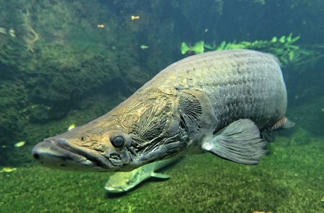 为什么鳄雀鳝能存活1亿年,捕捉一只鳄雀鳝有多难