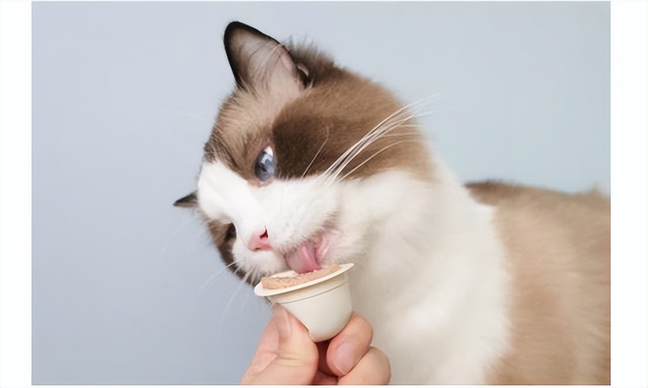 怎么测试自家猫爱不爱自己,如何测试小白猫家里的猫咪傻不傻