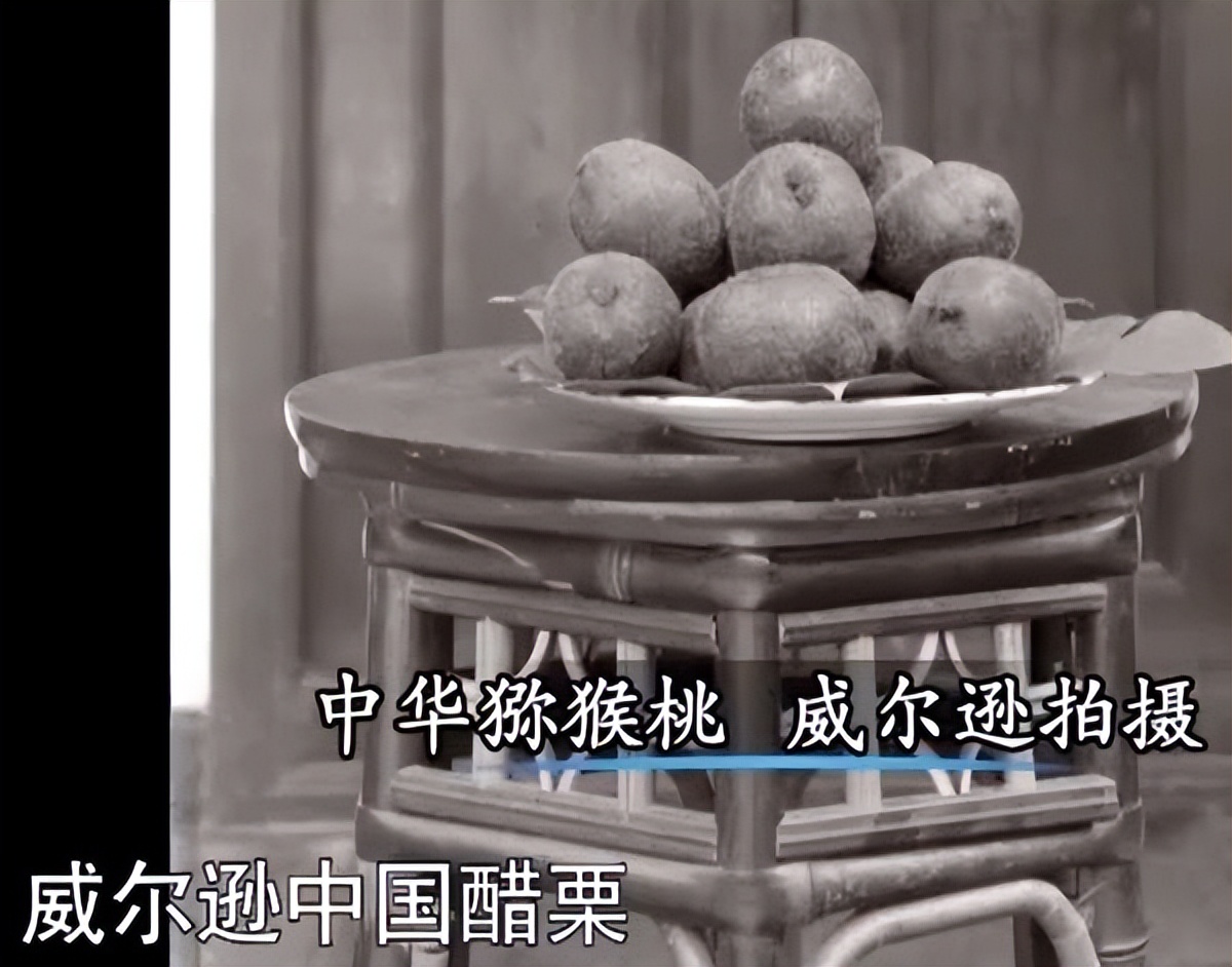 新西兰猕猴桃是中国引进的吗,新西兰猕猴桃发展