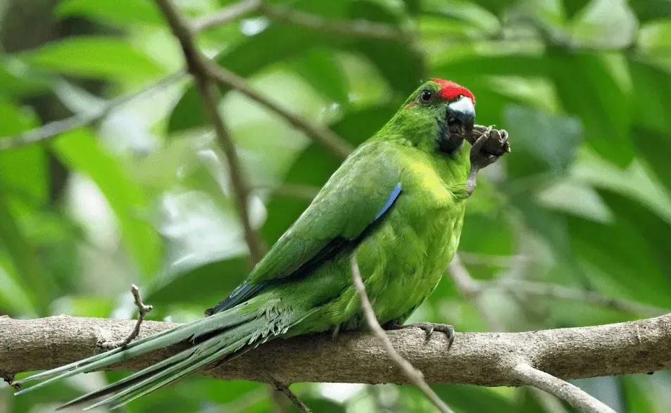 红额鹦鹉讲话,蓝色经典鹦鹉品种图片欣赏