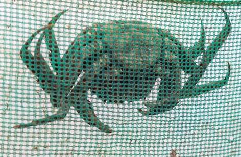 养殖大闸蟹成功案例,致富经养殖大闸蟹