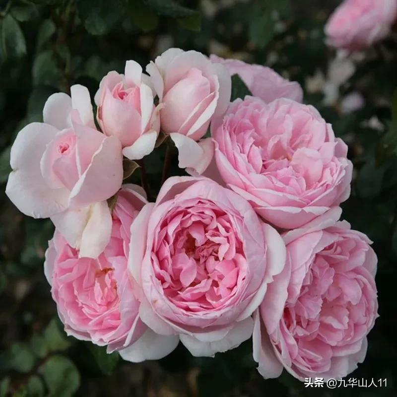 黄色系藤本月季哪个品种好,适合海南种的藤本月季品种