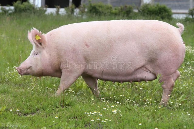 母猪高产技术指导,母猪高产的方法和技巧