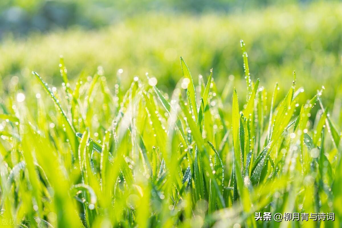 白露古诗100首欣赏,十首最美秋天唐诗五言绝句