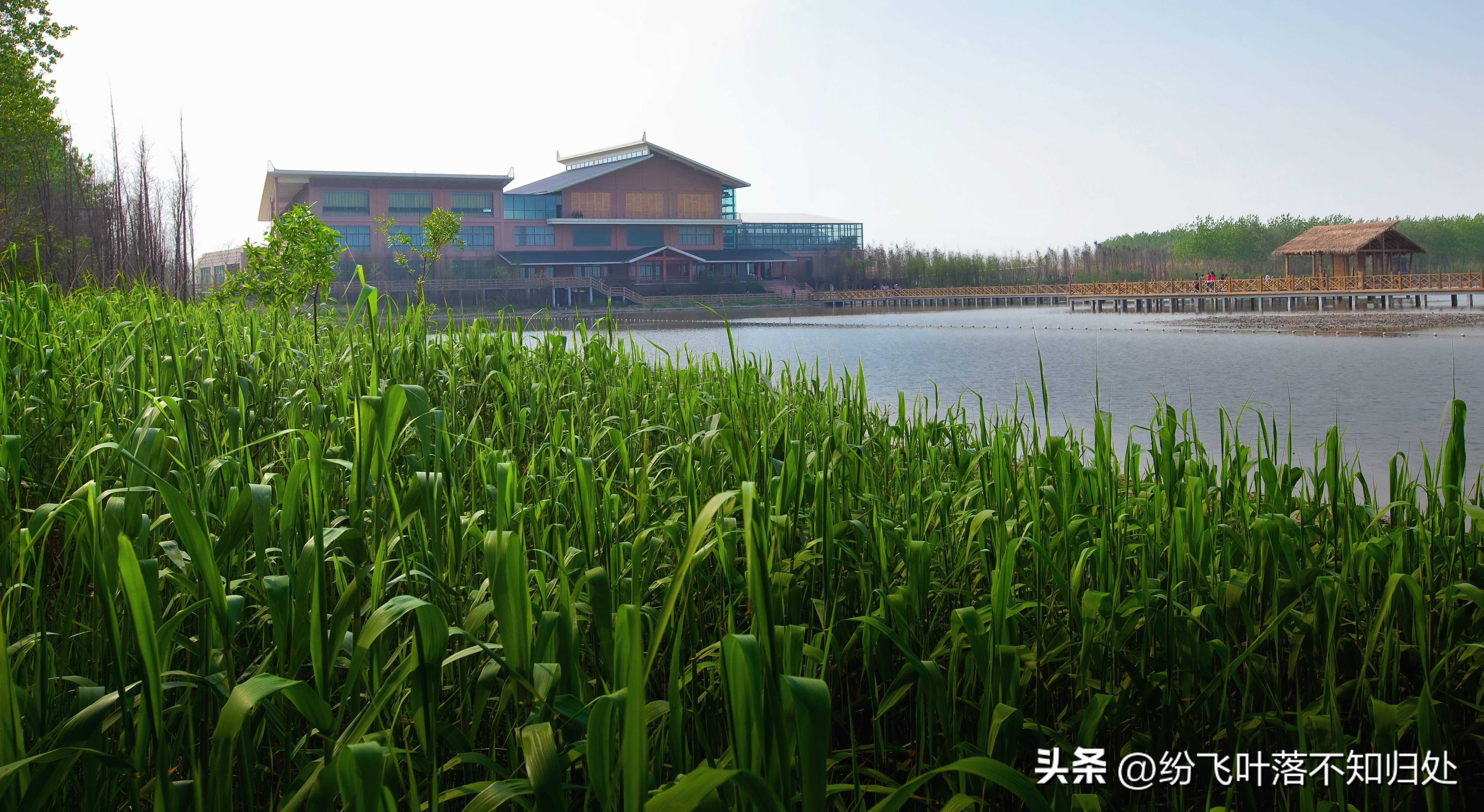 走进盐城湿地感受生态魅力,南京溱湖国家湿地公园