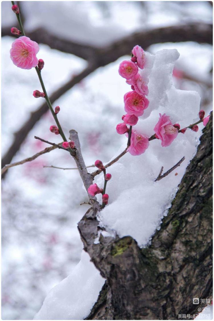 无端却被梅花恼特地吹香破梦魂,无端却被梅花恼