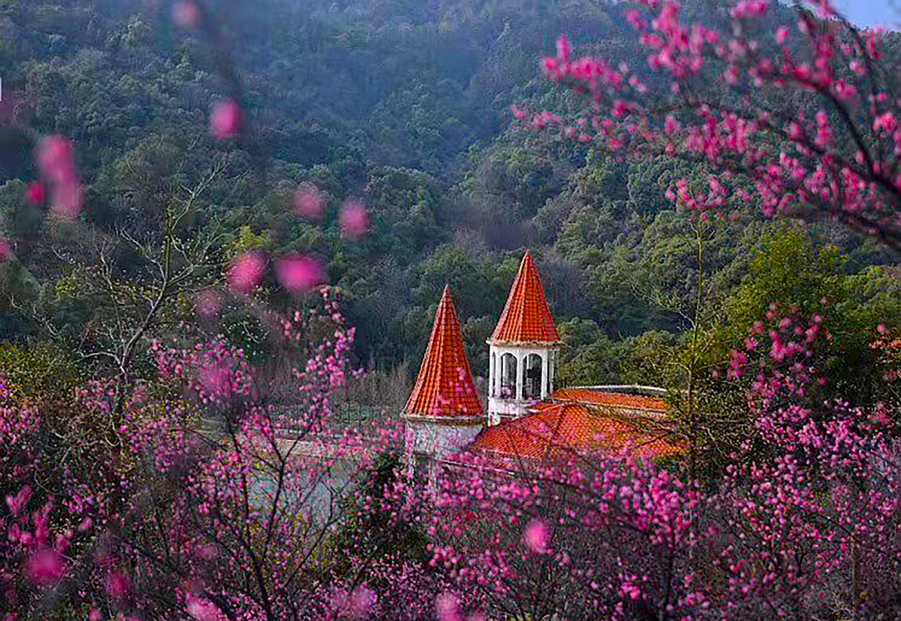 南昌中盛山庄杜鹃花最佳观赏期,南昌中盛山庄门票
