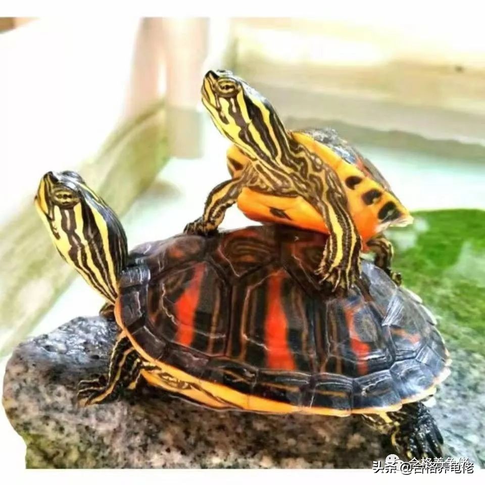 给刚出生的龟苗换水视频,养小龟苗怎么换水比较好