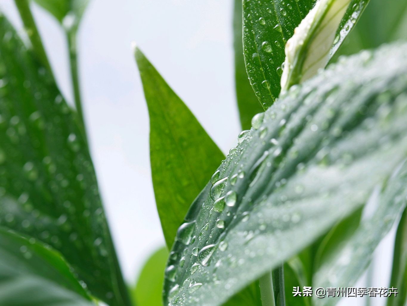 鲜花名字大全带花语,名字好听花语有内涵的花
