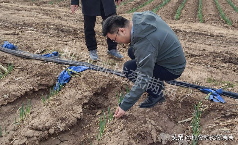 大葱种子哪个品种好种,大葱怎样选择土壤