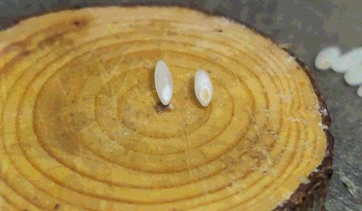 大米中间有白色的是什么情况,大米最忌三个地方是什么