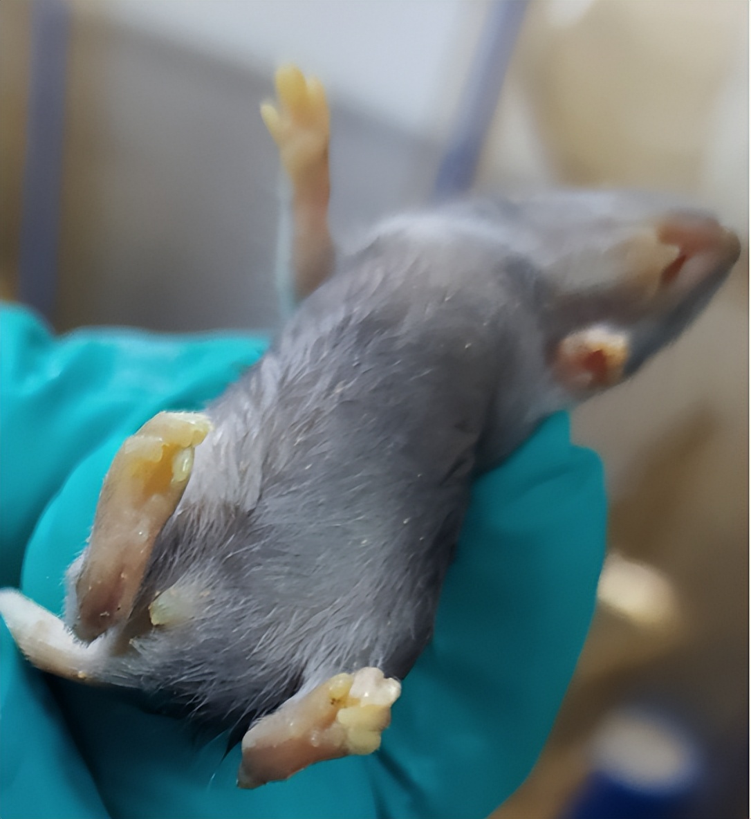 小鼠急救方法,小鼠突然没有活力怎么办