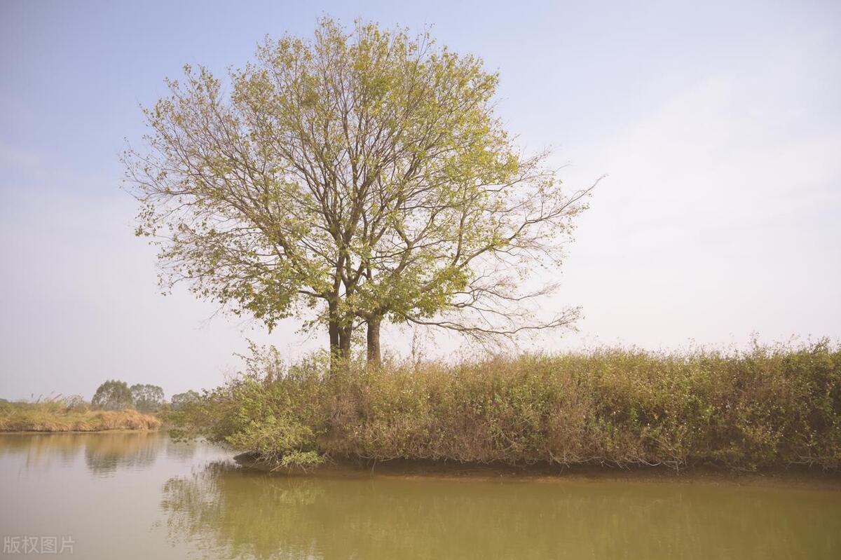 鹤山古劳水乡自由行,鹤山自由行攻略