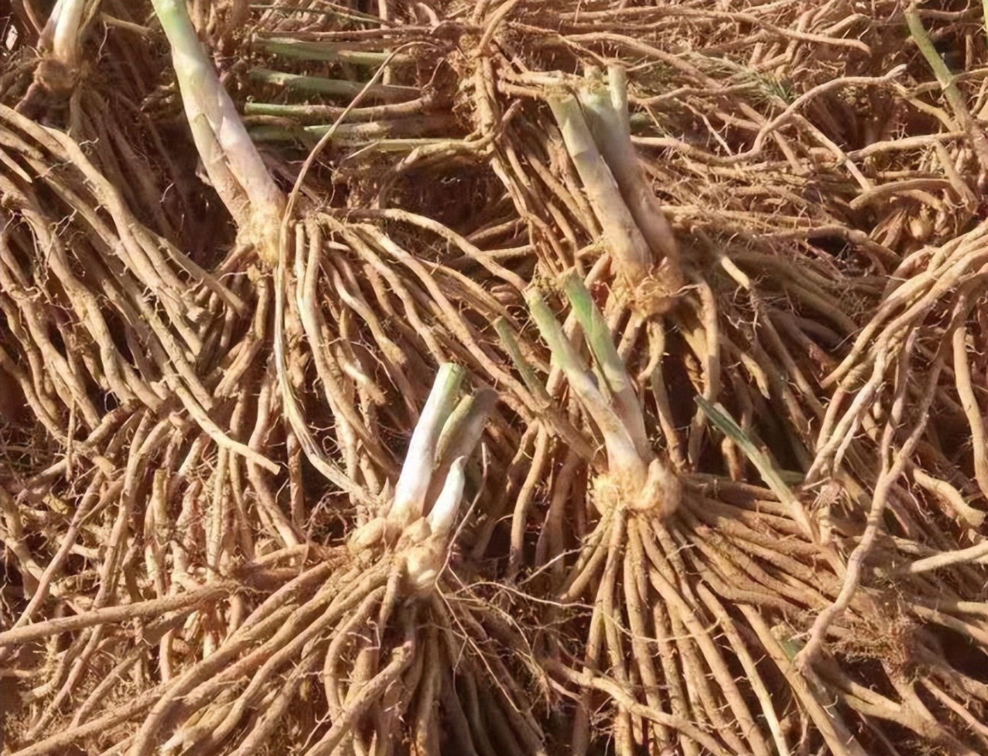 阳台种芦笋怎么养才能长得快,阳台适合栽什么样的芦笋
