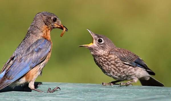 世界最美山水花鸟高清图片,精美山水花鸟图片大全