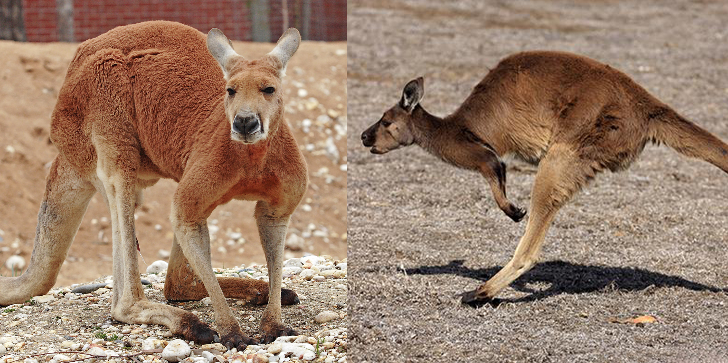 普通人能打得赢袋鼠吗,普通人可以挨袋鼠一脚吗