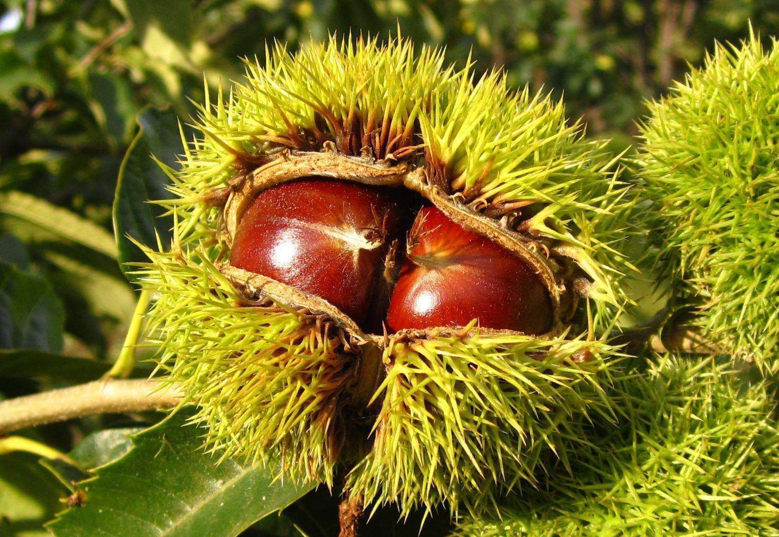 北京特产哪里买正宗又便宜,北京特产带回家必买清单