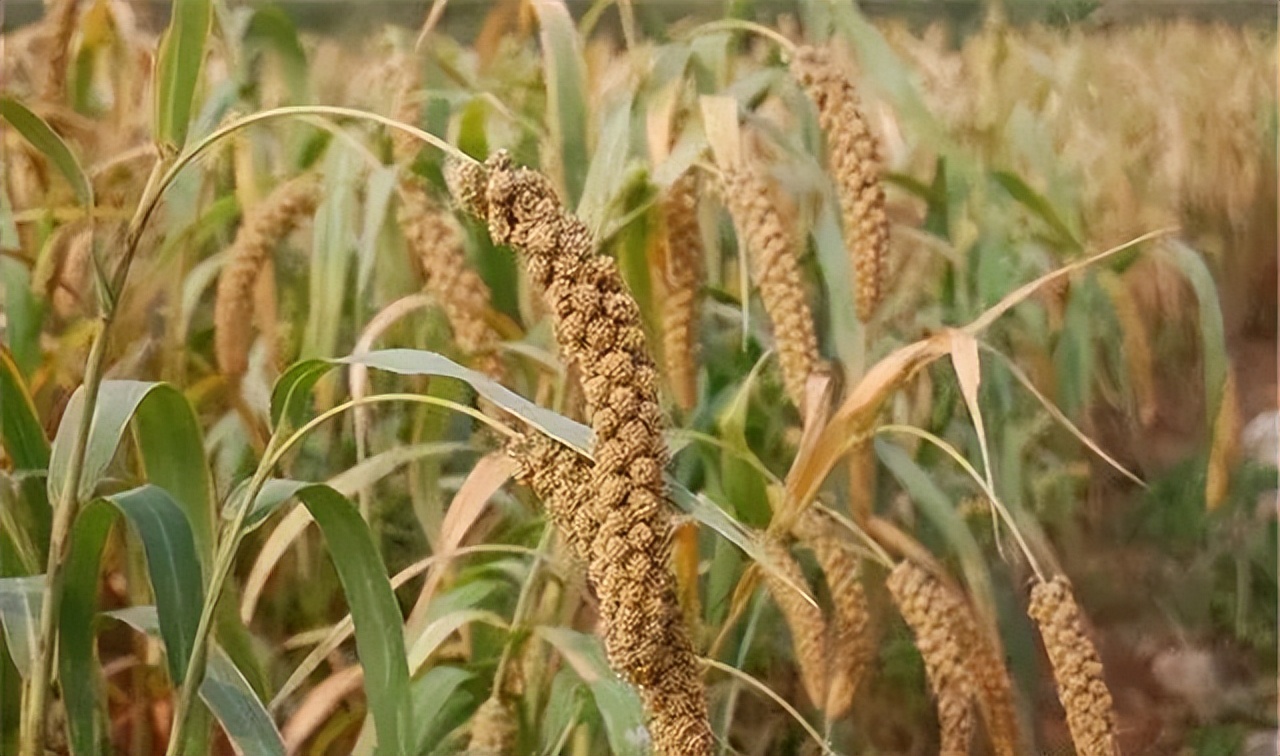 谷子的种植技术与管理课件,旱地谷子种植技术规范