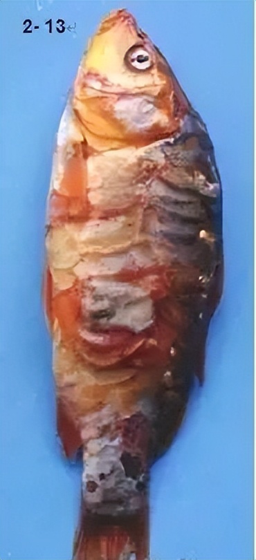 鱼类败血症病原,鱼类细菌性败血症