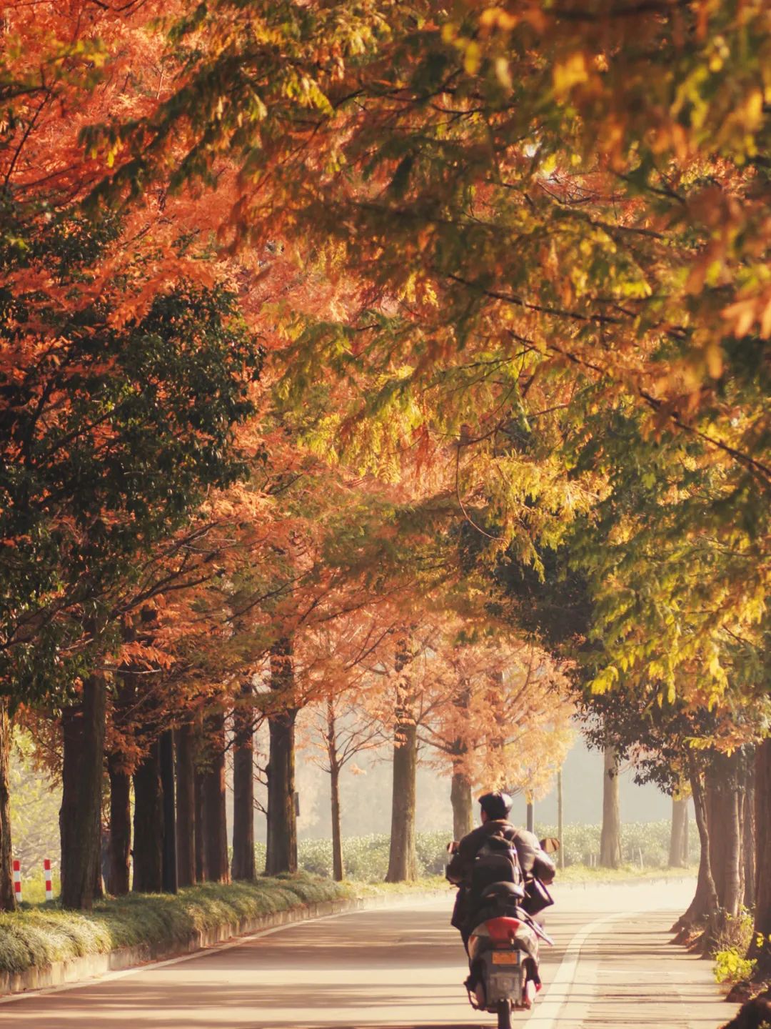 杭州秋日游攻略,杭州秋色上线这些赏秋地风景极佳