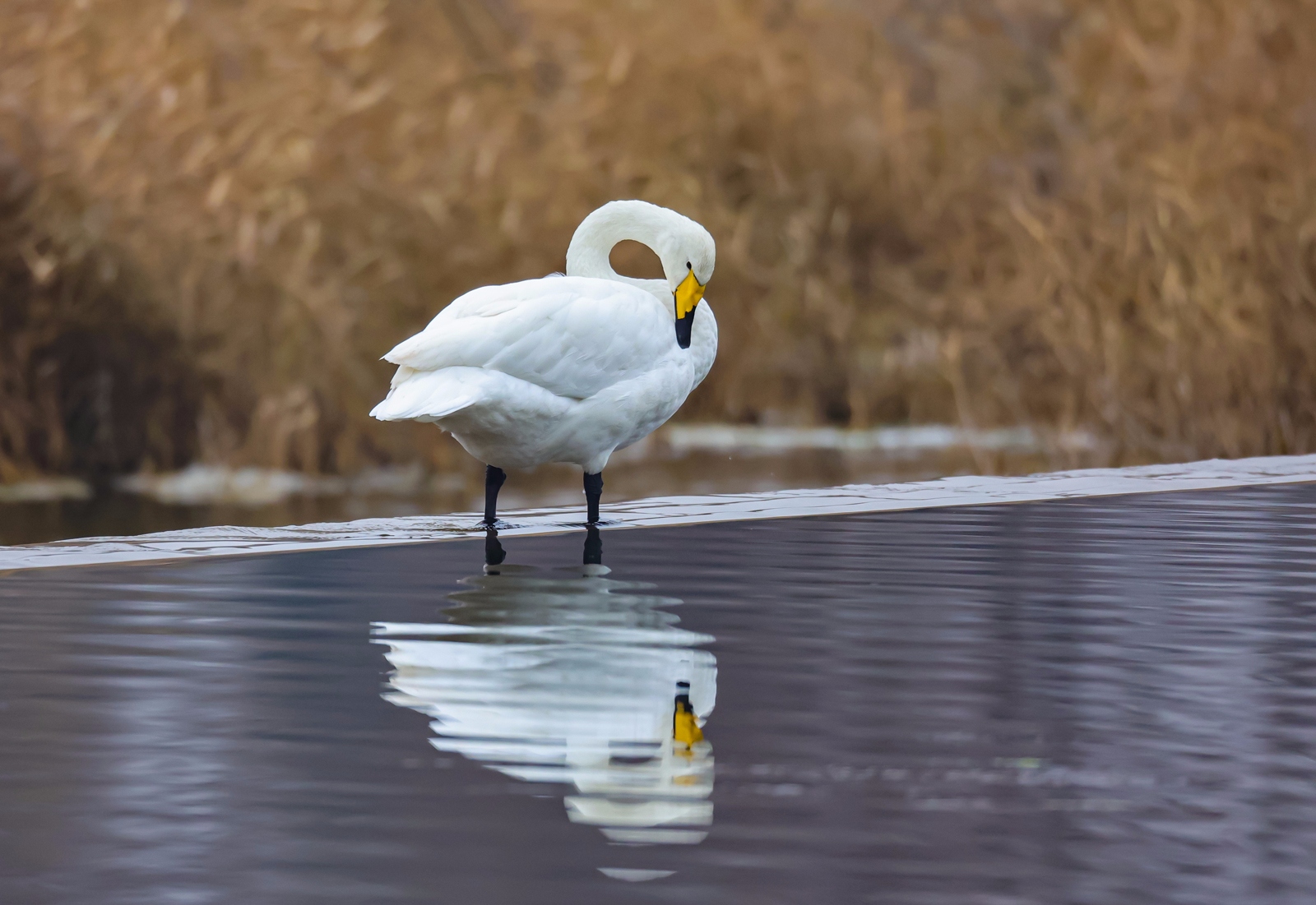 佳能canoneosr3测评,佳能eosr3震撼登场