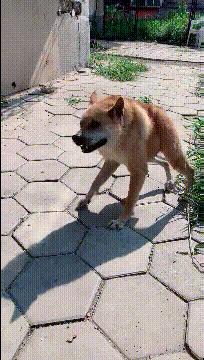 遇恶犬咬人如何救人,路遇恶犬如何救人如何自救