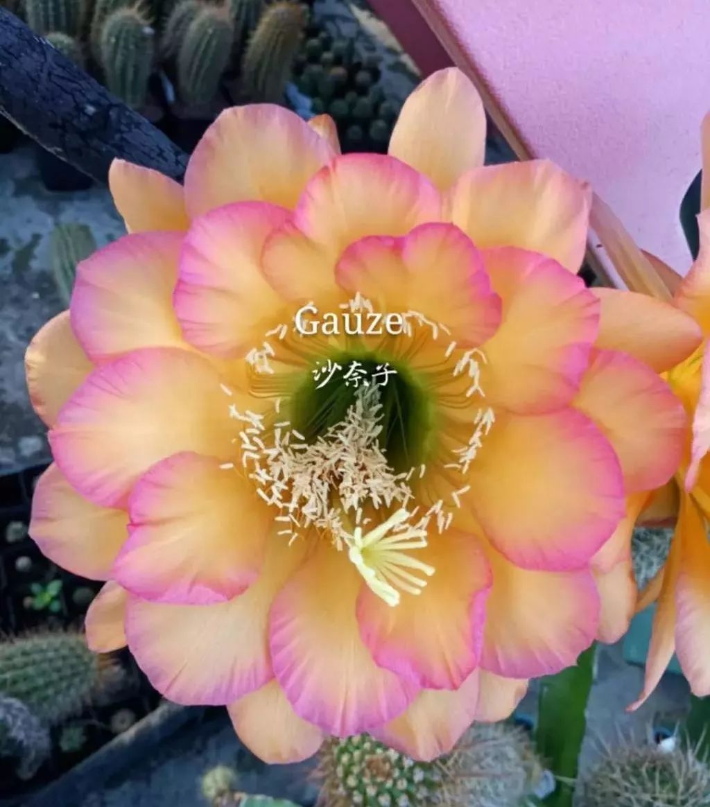 200种·仙人球开花图鉴，大开眼界，美到爆