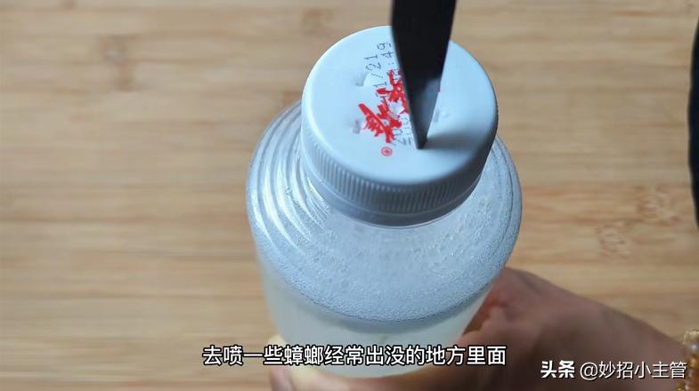 大蒜治疗蟑螂最好的方法,用大蒜怎样消除蟑螂和蜘蛛