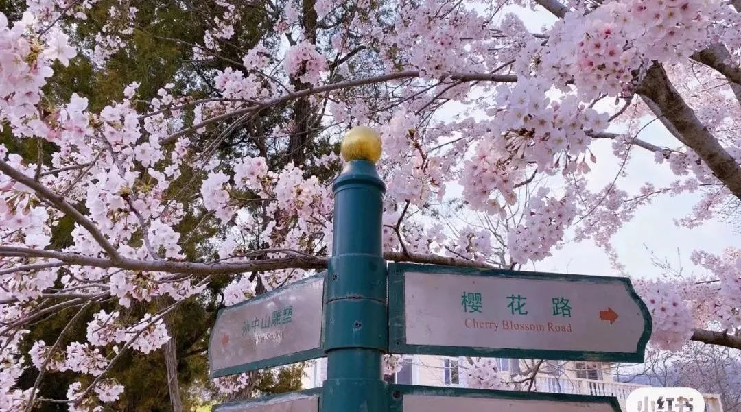 日本100个最佳樱花景点,日本十大樱花景点