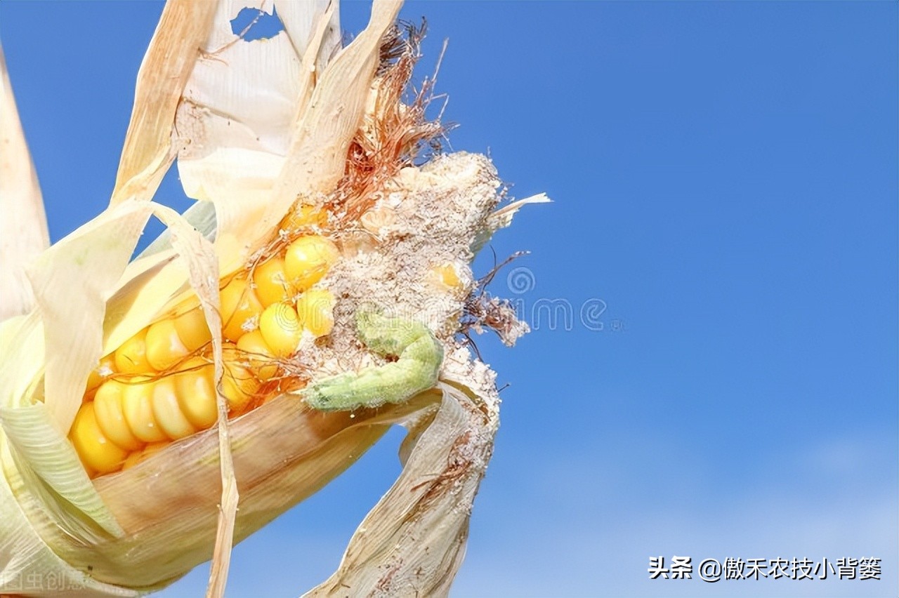 玉米螟虫药什么时候打,防玉米螟什么时间打药合适