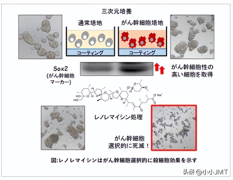 日本癌症基因疗法,癌症治疗方法体外细胞培养技术