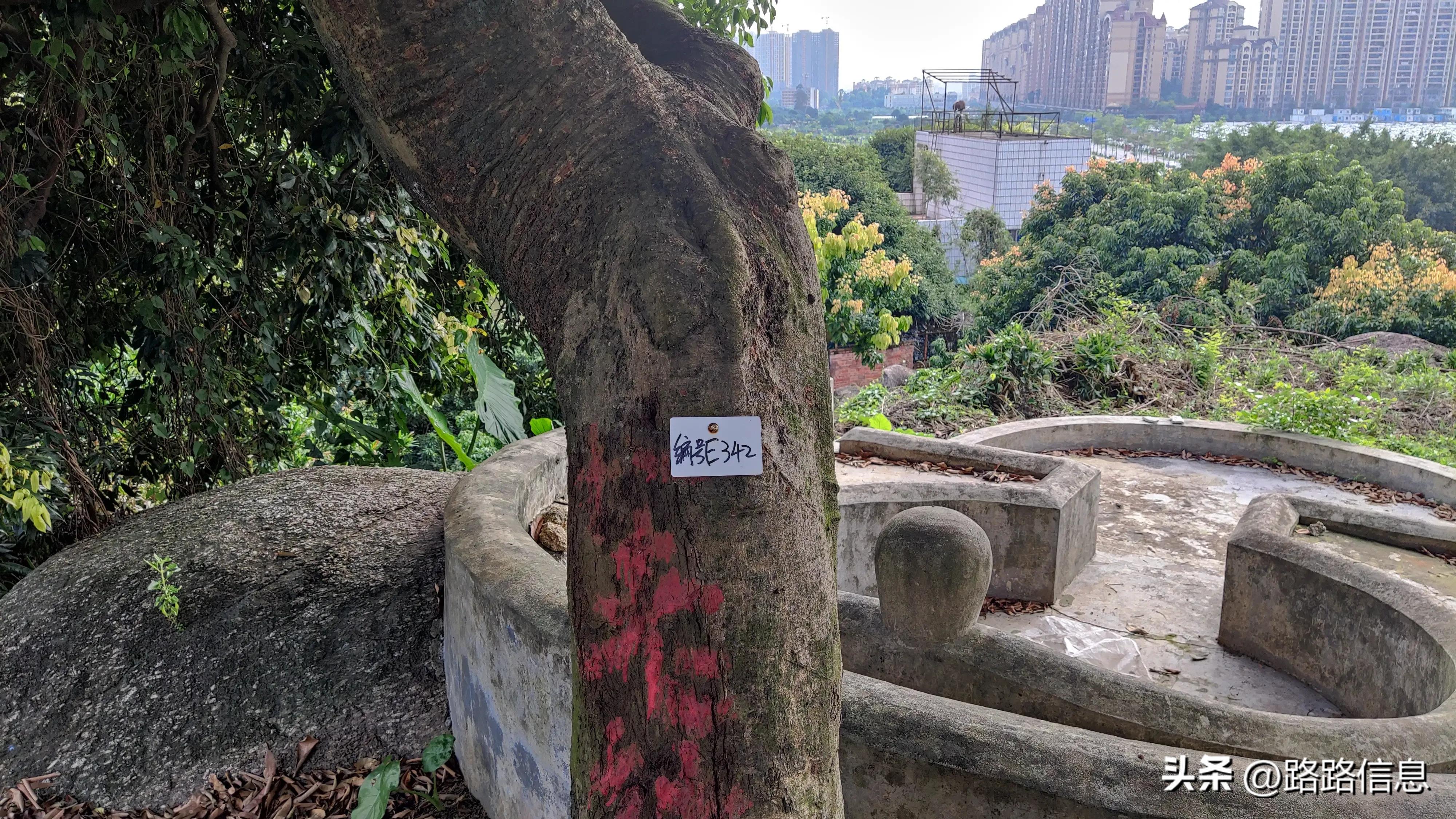 佛穗莞城际陈家林站,穗莞佛城轨陈家林站