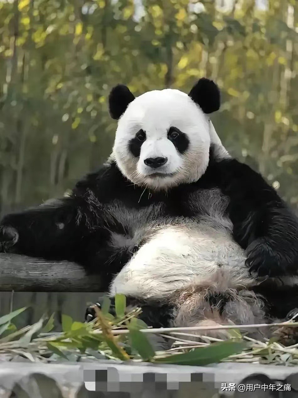 乐宝很个乐天派，实力超强，相当厉害！主打就是一个man到爆！