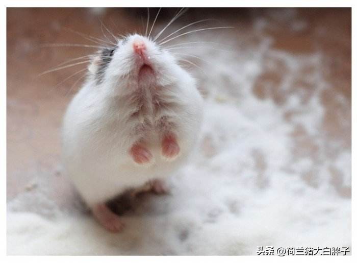 仓鼠饲养八大禁忌仓鼠吃什么蔬菜,饲养仓鼠的十大禁忌有哪些