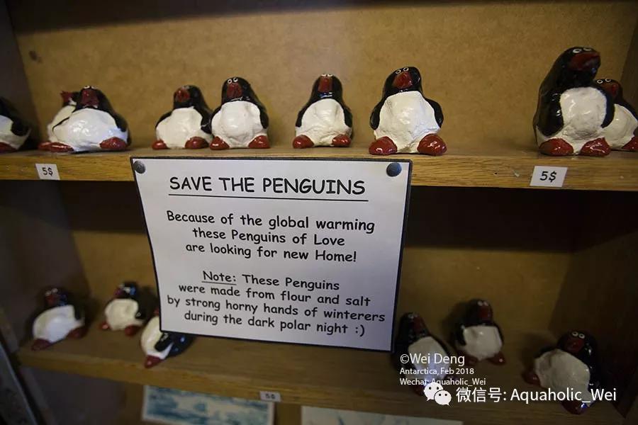 我在南极养企鹅,我在南极的日子